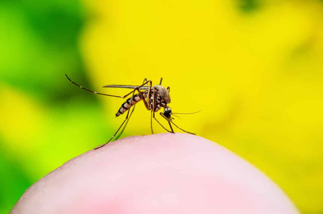 En cuanto tiempo se quita una picadura de mosquito