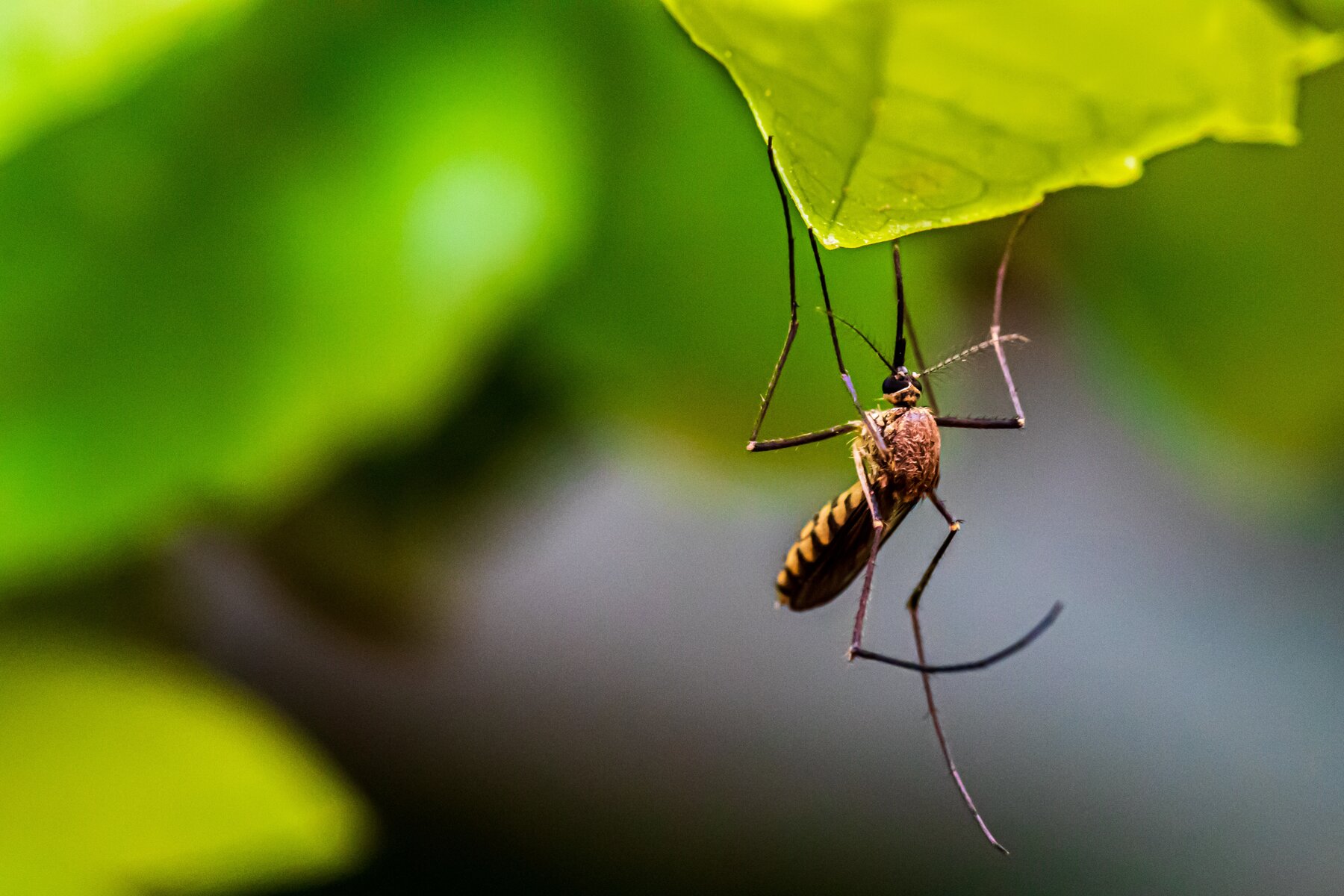 Picture of a mosquito standing on a leaf.